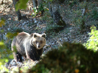 L’Abruzzo piange Nita, orsa della Lituania ospite a Pescasseroli